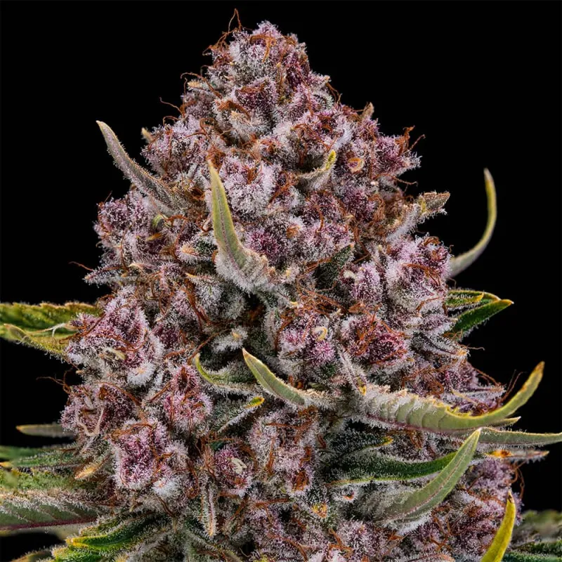 Purplenade XXL Auto Blüte Nahaufnahme einer violetten Purplenade XXL Auto Blüte