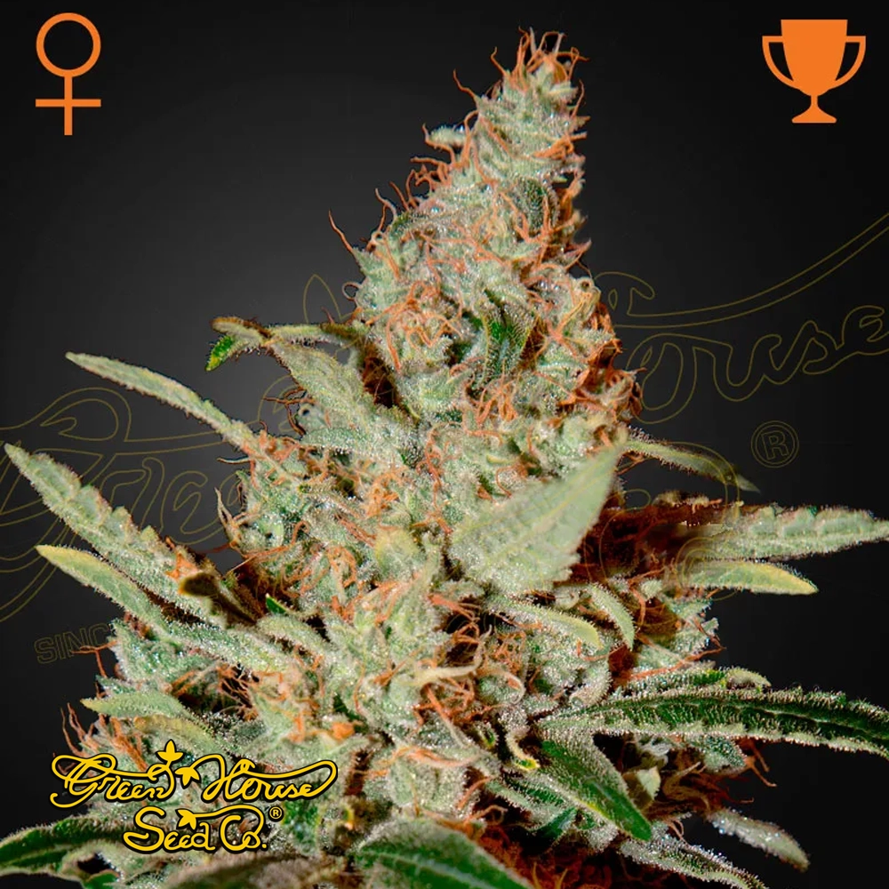 Chemdog | Feminisierte Hanfsamen von Green House Seeds | 3 Samen Chemdog | Feminisierte Hanfsamen von Green House Seeds