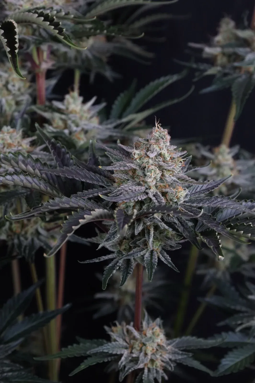 Mendo Frost Auto Blüte Nahaufnahme der harzigen Mendo Frost Auto Blüten