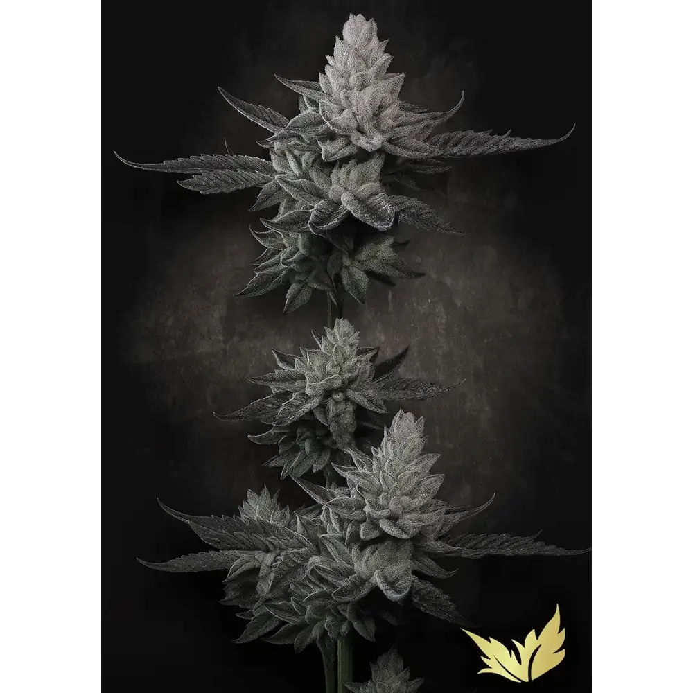 Chem Cake Pflanze Chem Cake Cannabispflanze mit mehreren dichten Blütentrieben
