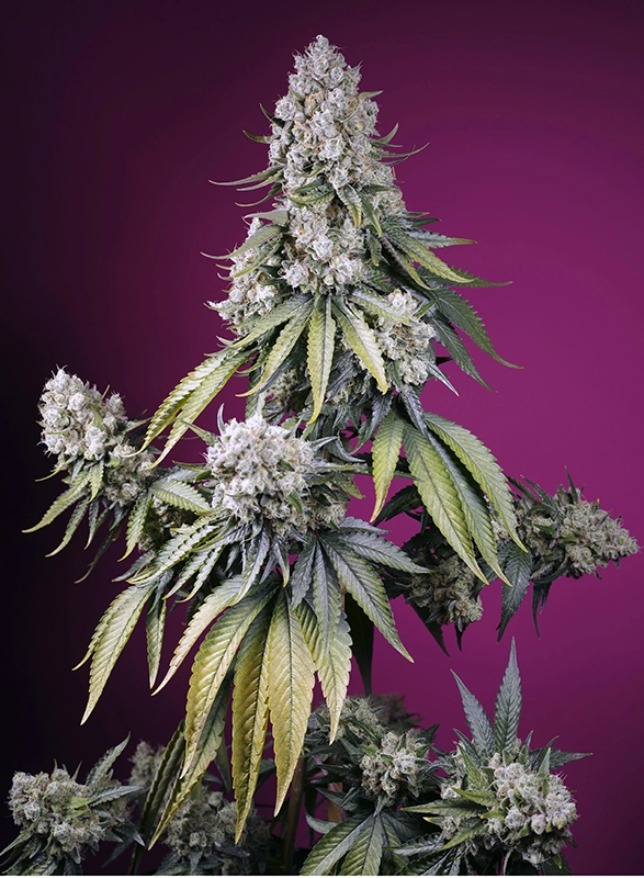 Jealousy Z XL Auto | Autoflowering Cannabissamen von Sweet Seeds | 3+1 Samen Jealousy Z XL Auto | Autoflowering Cannabissamen von Sweet Seeds