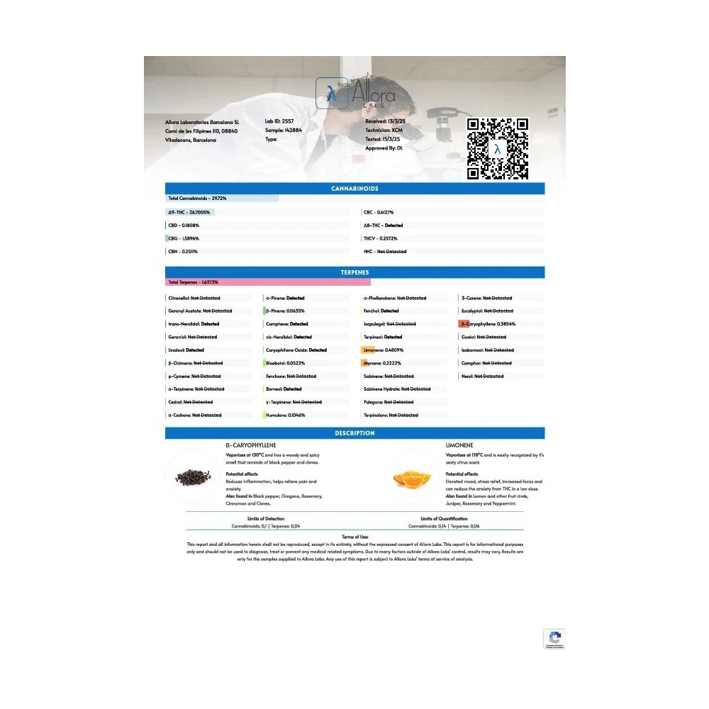 Frostbanger Auto | Autoflowering Hanfsamen von Fast Buds