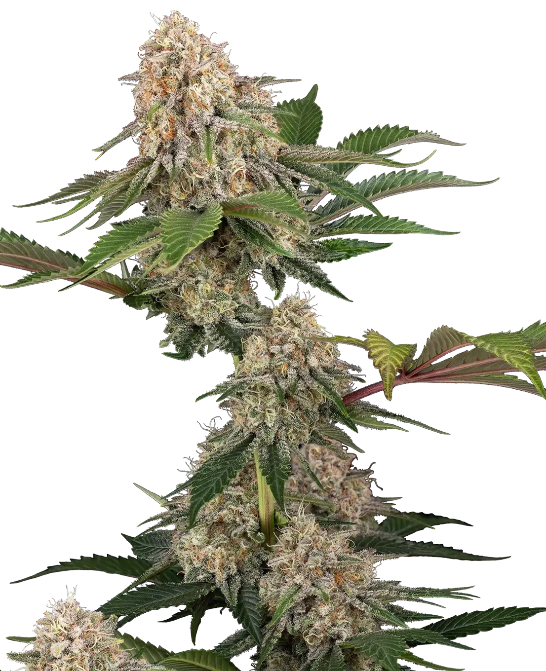 Sticky Berry Mints XXL | Feminisierte Hanfsamen von Sensi Seeds | 3+1 Samen