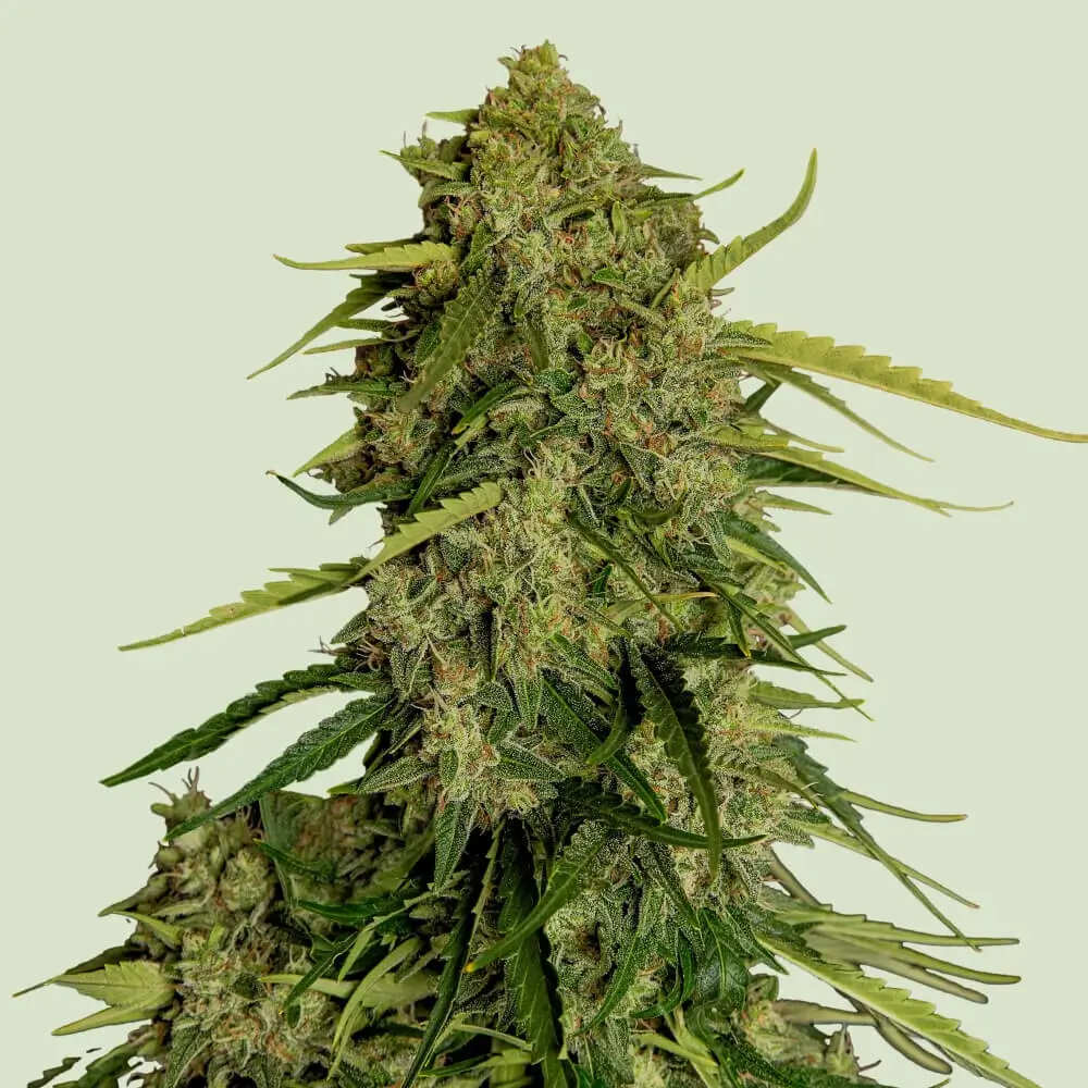 Atlas F1 Pflanze Atlas F1 Cannabispflanze in voller Blüte vor hellem Hintergrund