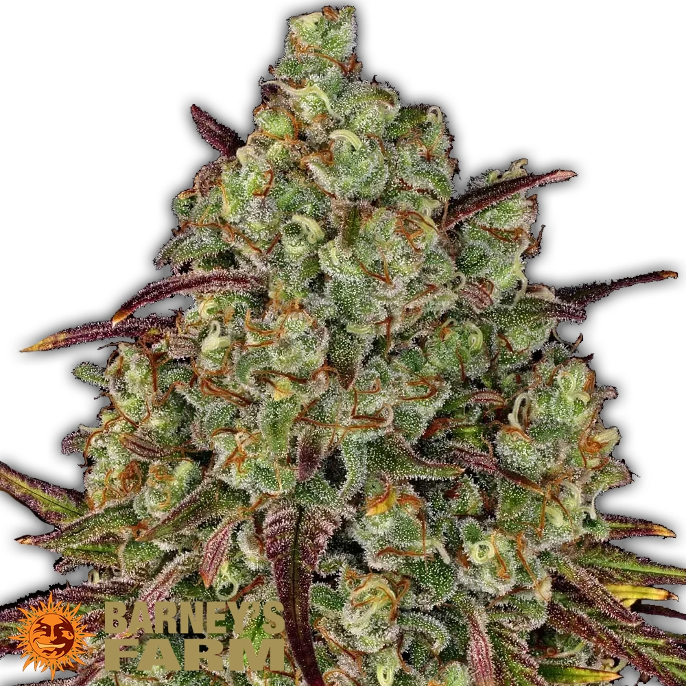 Tangerine Dream | Feminisierte Hanfsamen von Barney's Farm | 3 Samen Tangerine Dream | Feminisierte Hanfsamen von Barney's Farm