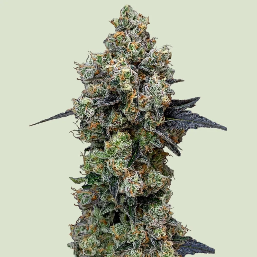 Orbital Banana F1 | Feminisierte Cannabissamen von Royal Queen Seeds | 3 Samen