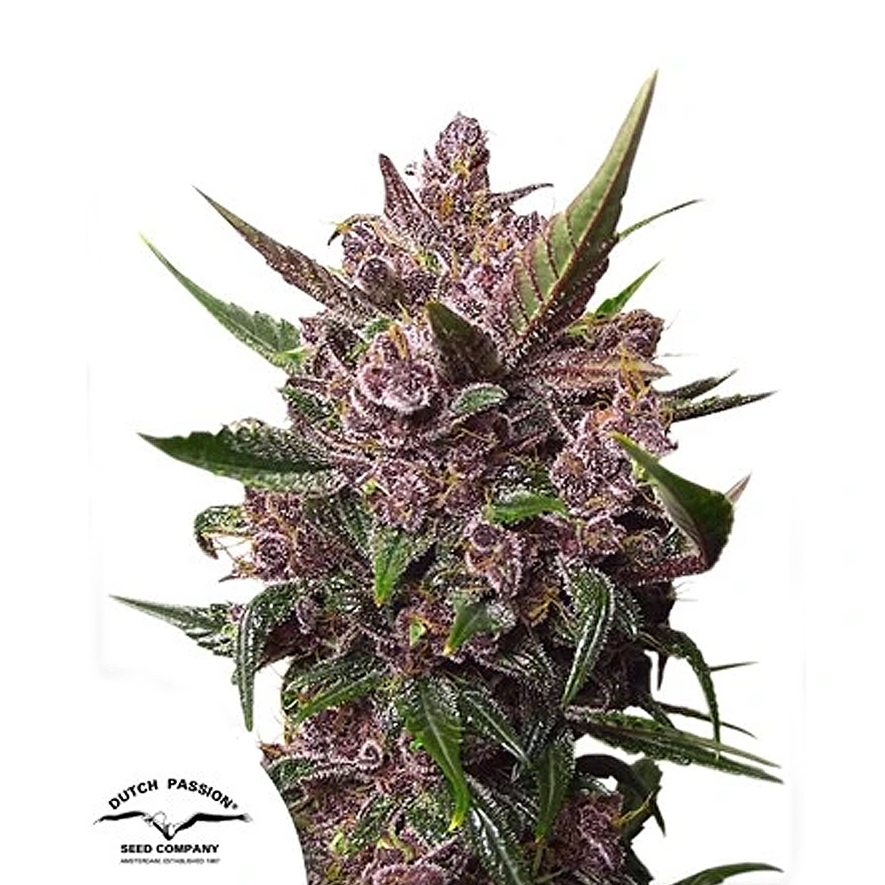 Blackberry Kush Auto | Autoflowering Hanfsamen von Dutch Passion | 3 Samen Blackberry Kush Auto | Autoflowering Hanfsamen von Dutch Passion | 3 Samen