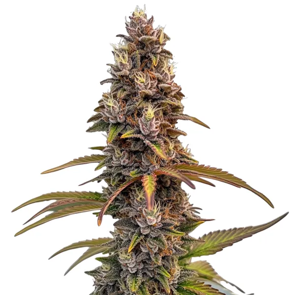 Peachez | Feminisierte Cannabissamen von Cludi Bulk Seed Bank | 5 Samen