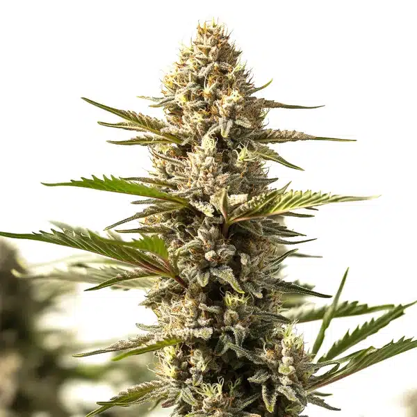 Sour Diesel x OG Kush Pflanze Freigestellte Sour Diesel x OG Kush Pflanze mit hellgrünen Blüten