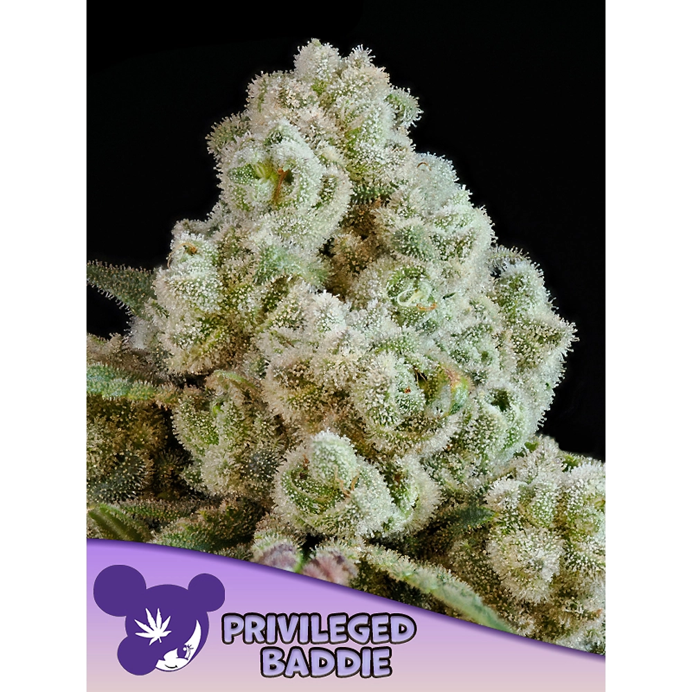 Privileged Baddie | Feminisierte Cannabissamen von Anesia Seeds | 3 Samen