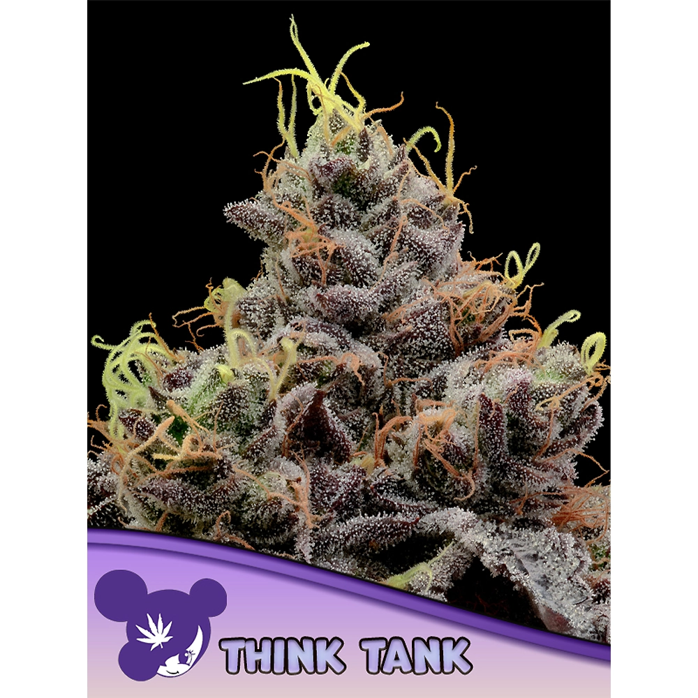 Think Tank Blüte Think Tank Blüte mit langen, gelben Blütenblättern