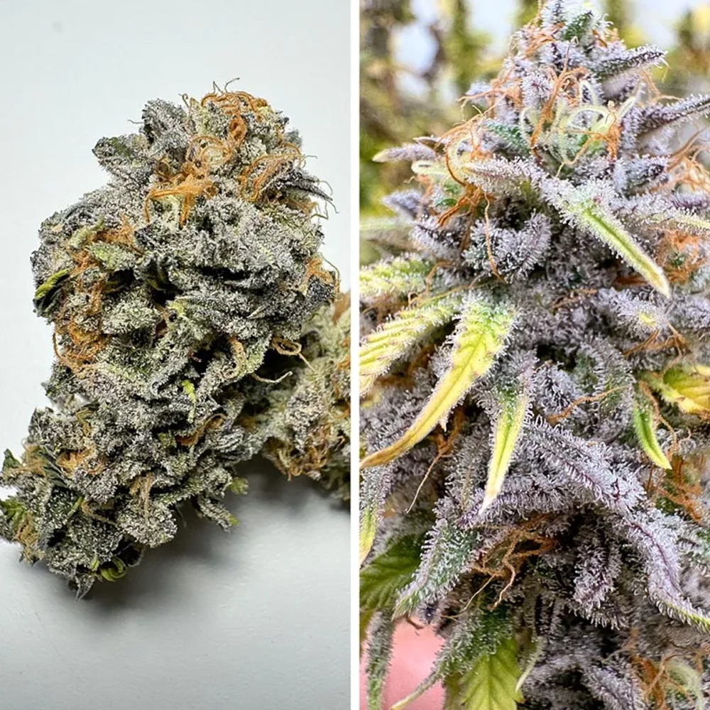 Auto Kingston Punch Buds Bildcollage mit Auto Kingston Punch Blüten in Nahaufnahme