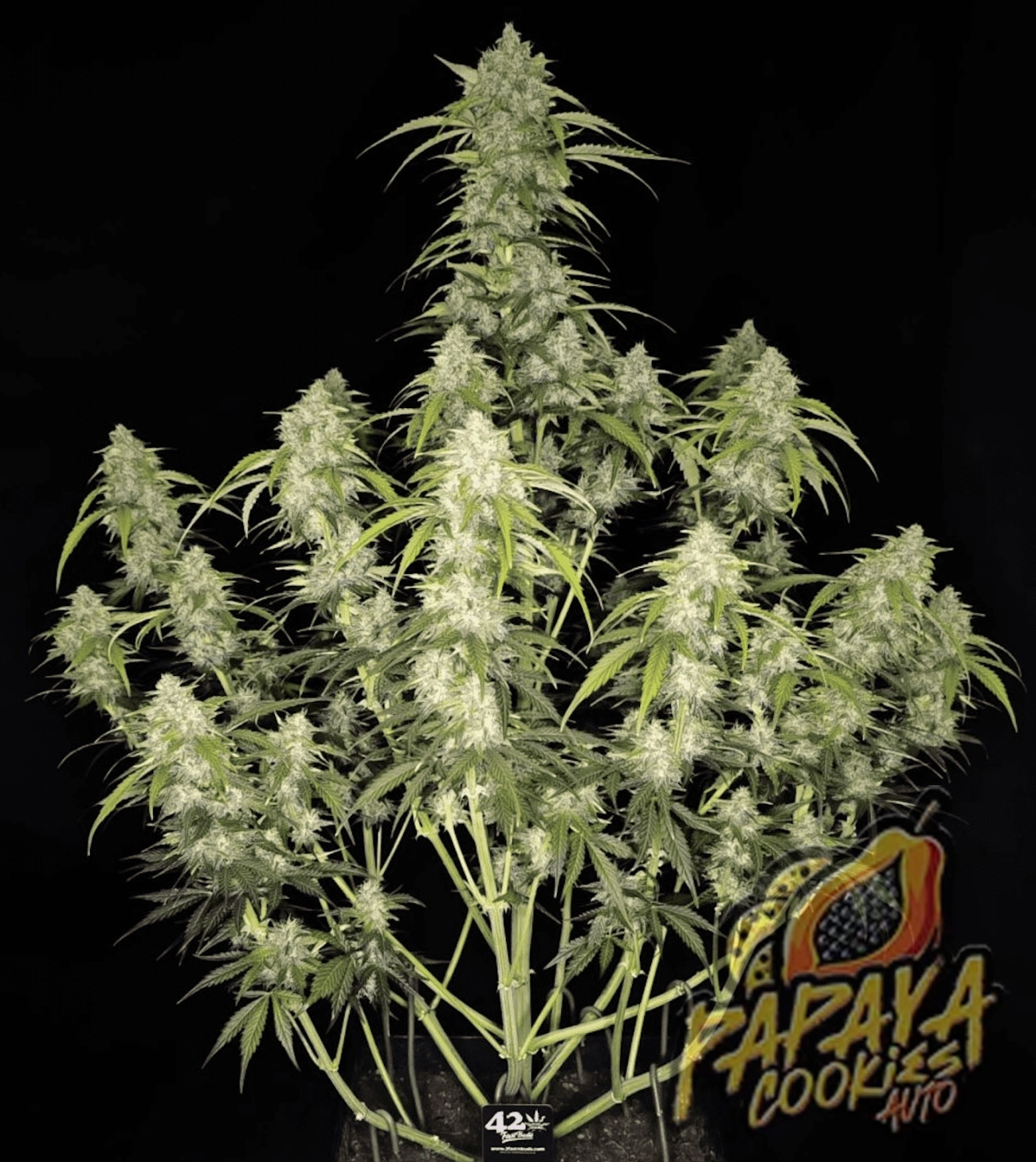 Papaya Cookies Auto | Autoflowering Cannabissamen von Fast Buds | 3 Samen Papaya Cookies Auto | Autoflowering Cannabissamen von Fast Buds