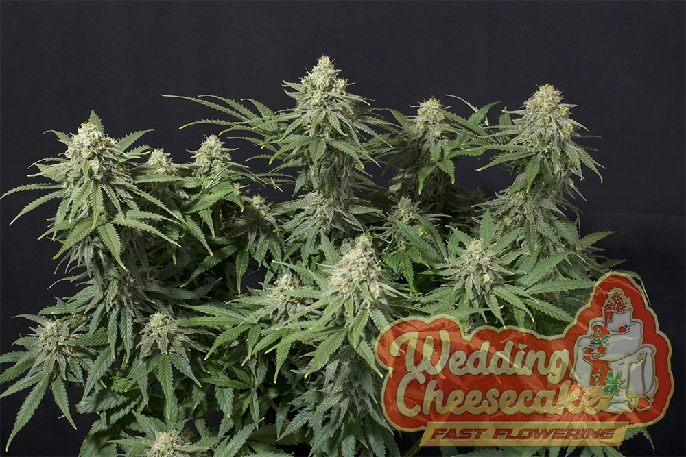 Wedding Cheesecake FF | Feminisierte Hanfsamen von Fast Buds | 3 Samen Wedding Cheesecake FF | Feminisierte Hanfsamen von Fast Buds
