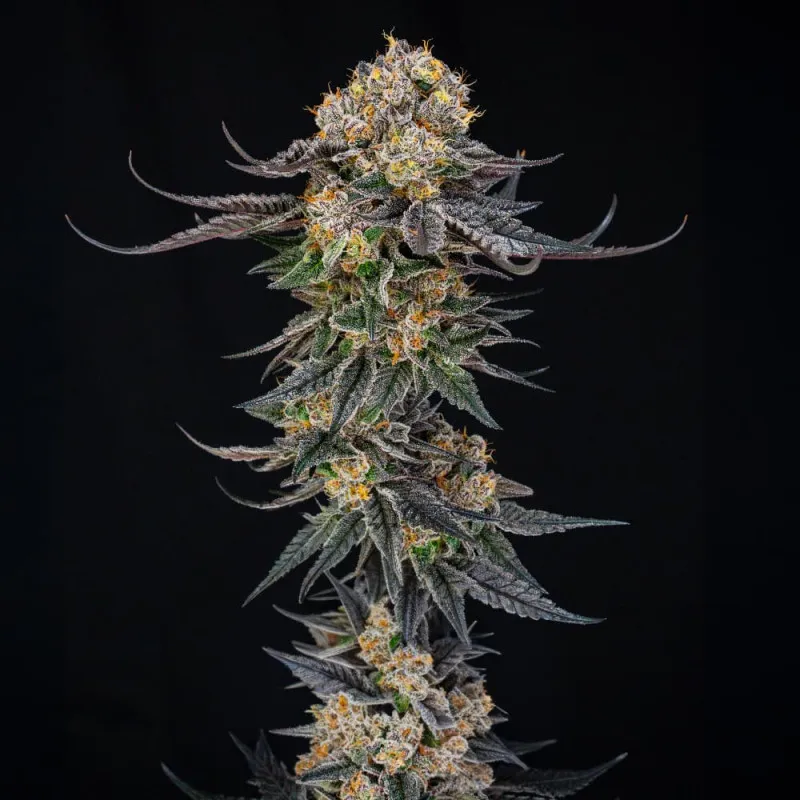 King of Kings Pflanze King of Kings Pflanze mit langem, harzigem Haupttrieb
