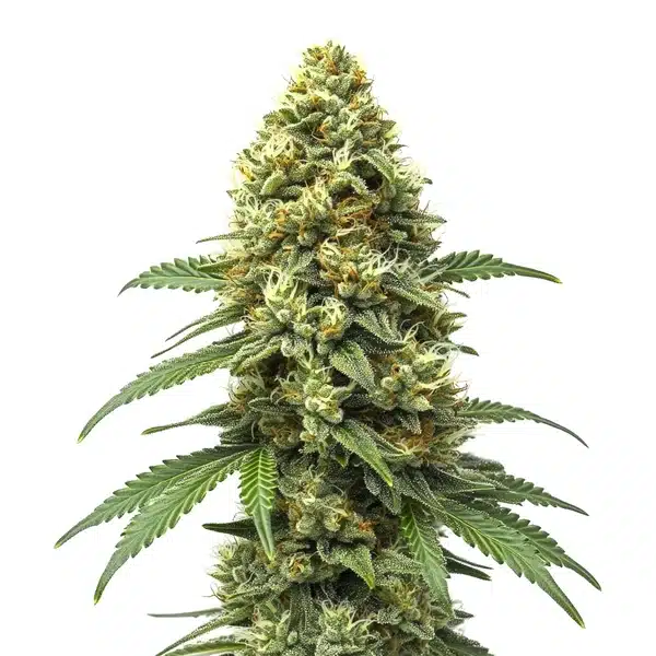 Grapefruit Auto Pflanze Freigestellte Grapefruit Auto Pflanze mit hellgrünem Blütenstand