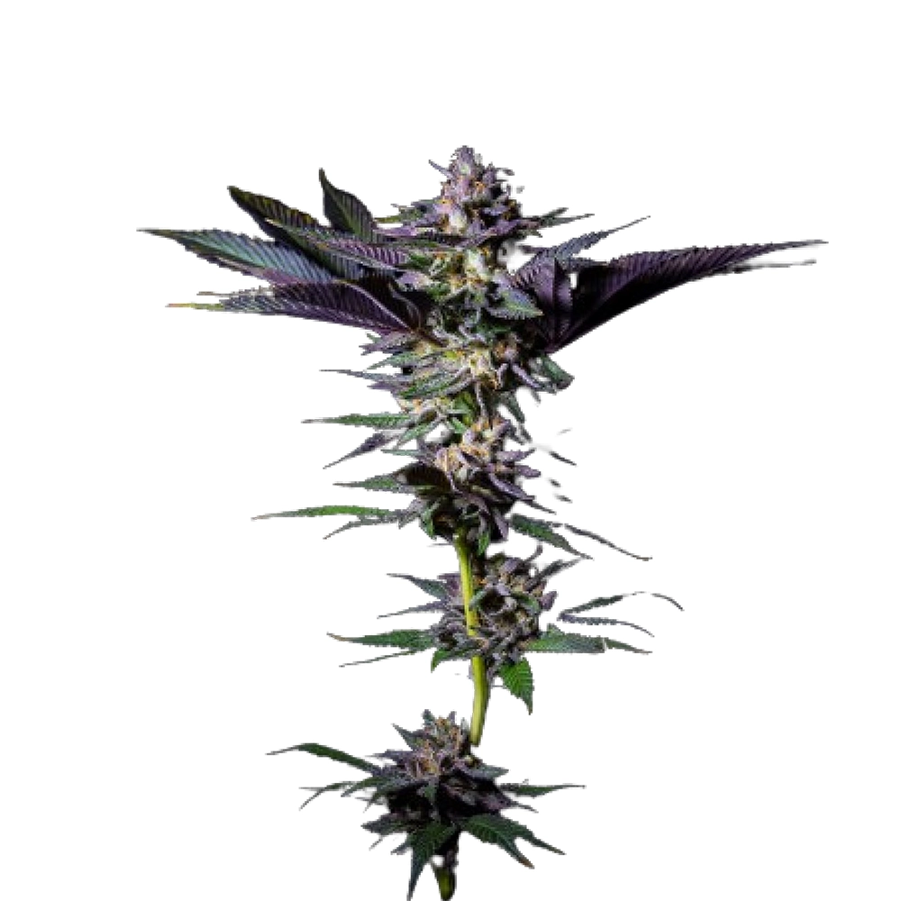 Rotten Rainbow | Feminisierte Cannabissamen von The Grateful Seeds | 3 Samen Rotten Rainbow | Feminisierte Cannabissamen von The Grateful Seeds