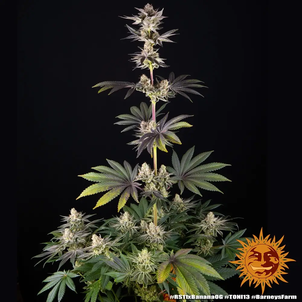RS11 x Banana OG Gesamtpflanze Vollständige RS11 x Banana OG Pflanze mit mehreren Blütentrieben