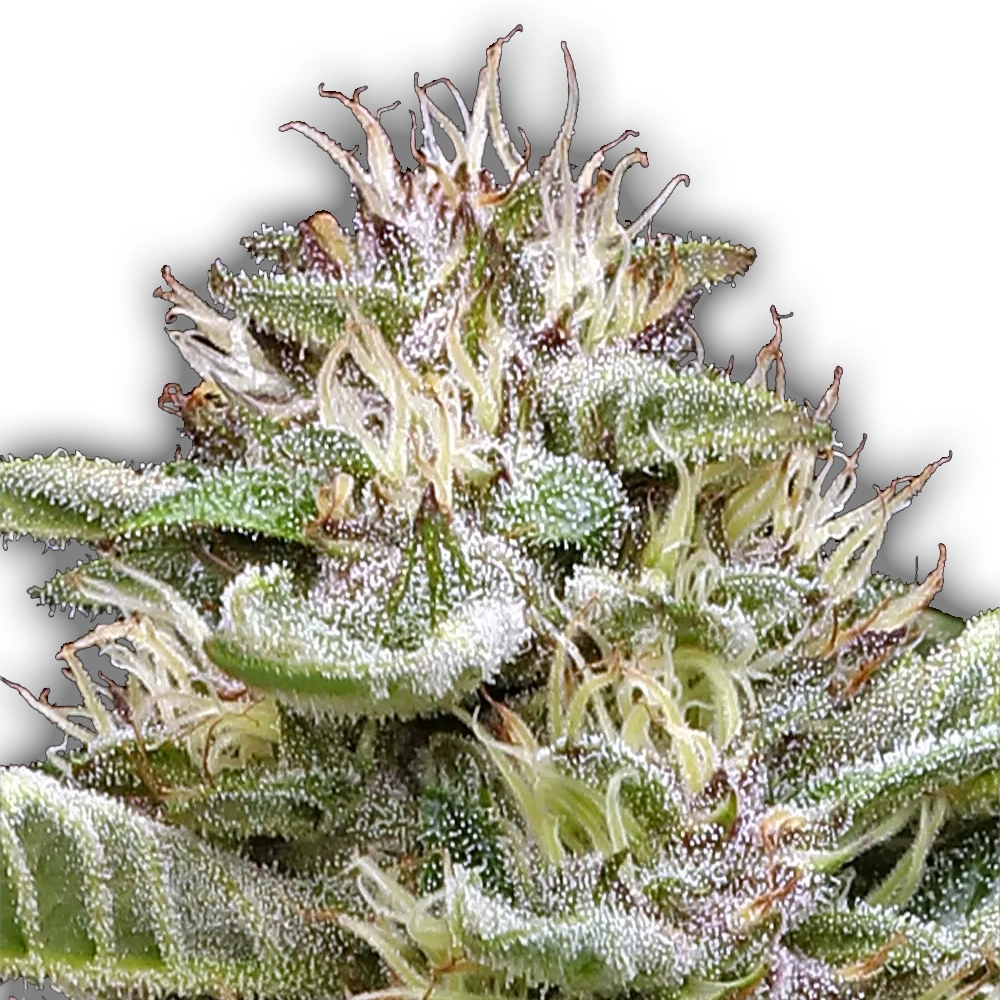 Garlic Budder | Feminisierte Hanfsamen von Humboldt Seed