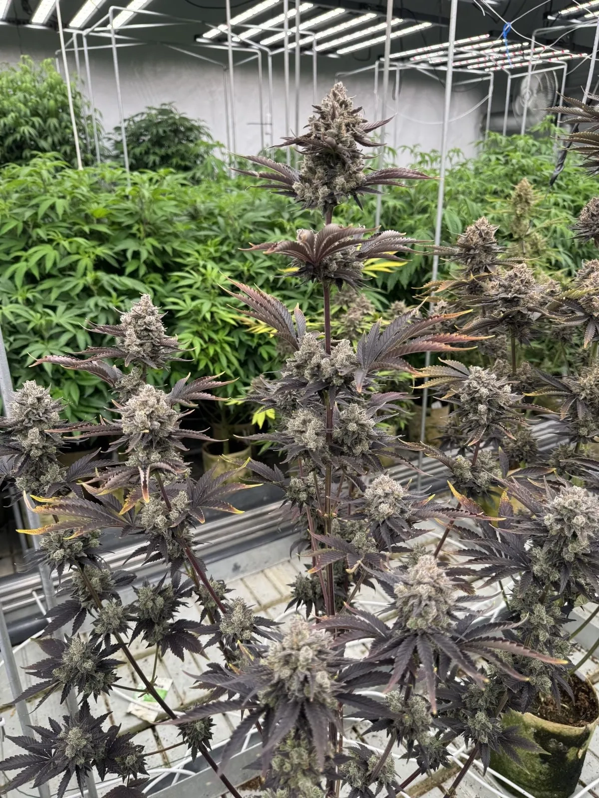 Banana Purple Punch Auto im Grow Mehrere Banana Purple Punch Auto Pflanzen im Gewächshaus