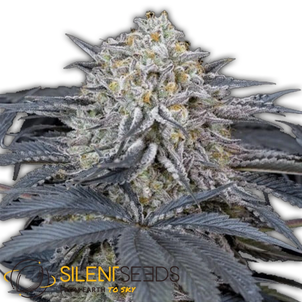 WaterMelon Runtz | Feminisierte Hanfsamen von Silent Seeds