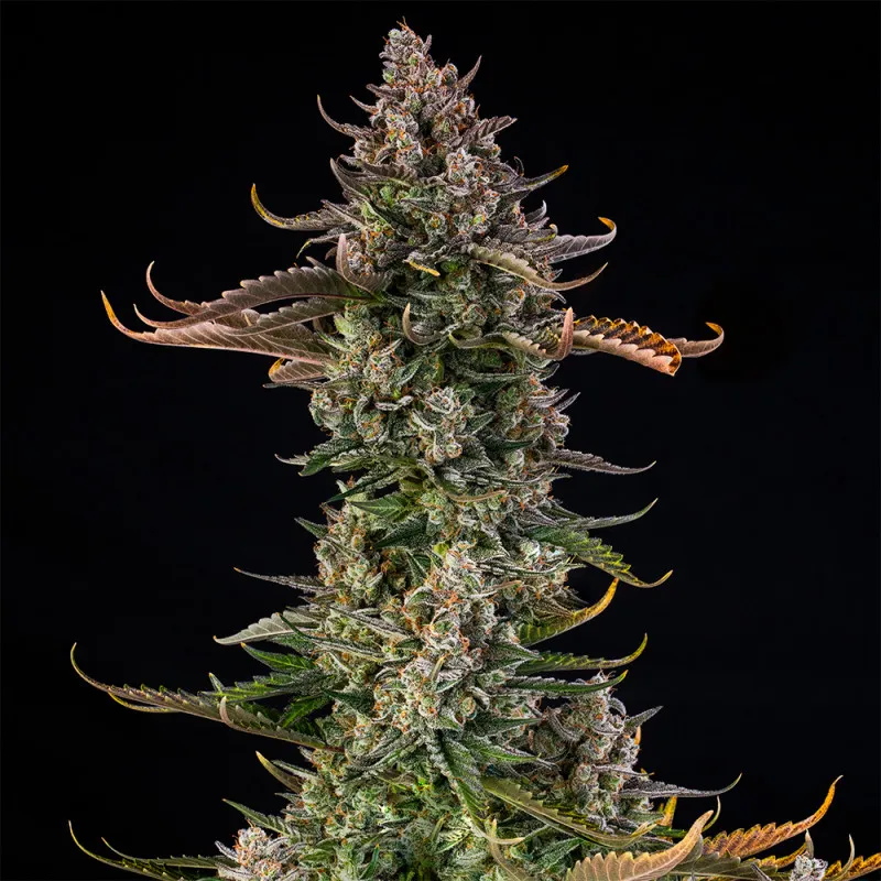 Triangle Kush Auto Blütentrieb Triangle Kush Auto Blütentrieb mit dichter Trichomschicht
