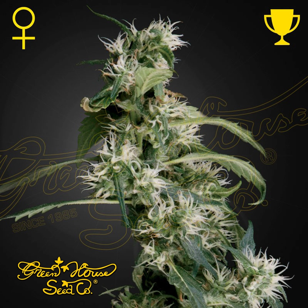 Mango Haze (AU #2) | Feminisierte Cannabissamen von Green House Seeds | 3 Samen Mango Haze (AU #2) | Feminisierte Cannabissamen von Green House Seeds