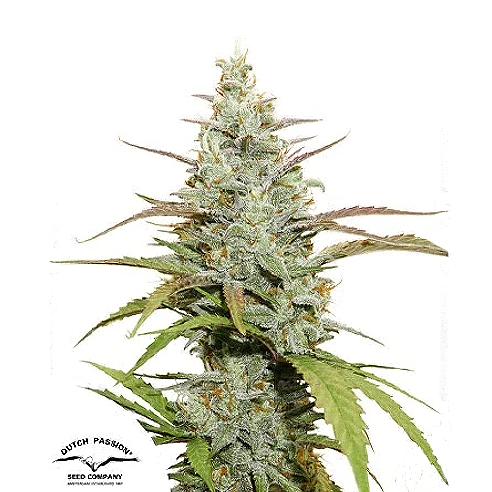 Mokum's Tulip | Feminisierte Hanfsamen von Dutch Passion | 3 Samen