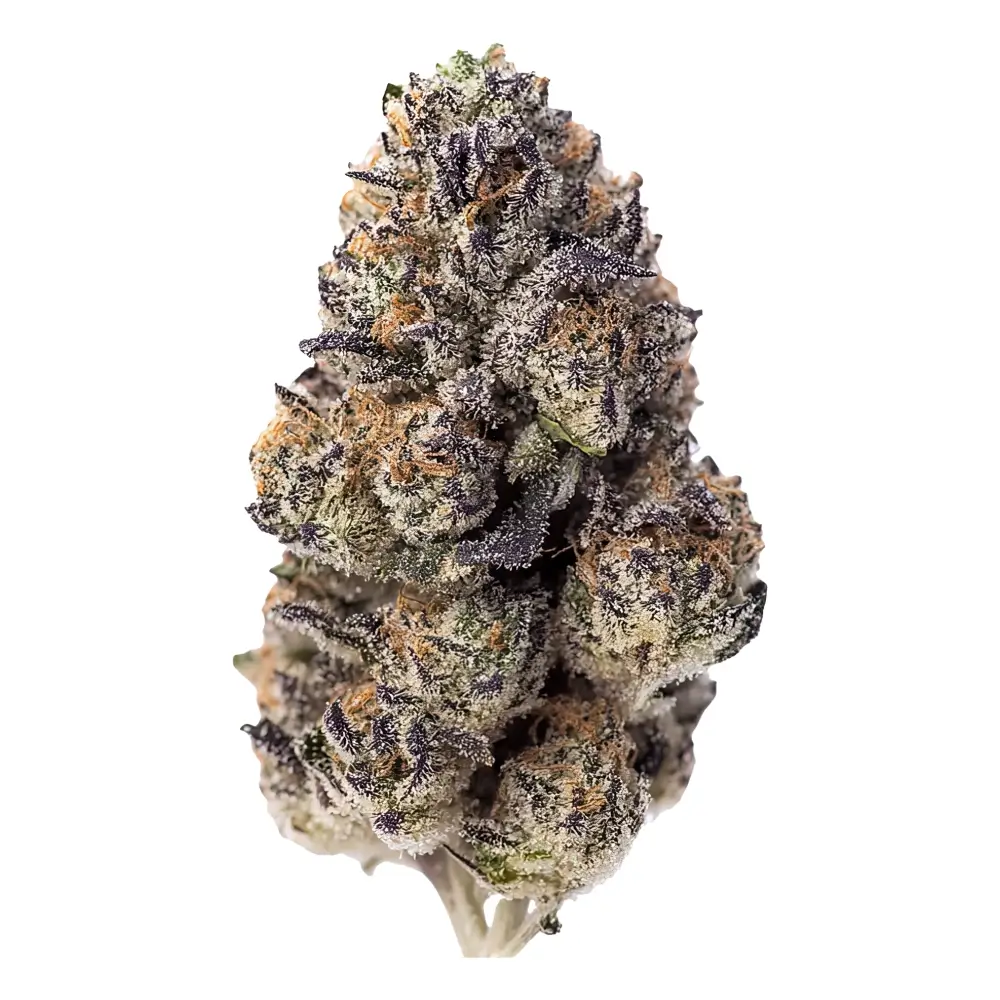 Papaya Sherbet Bud Freigestellte getrocknete Papaya Sherbet Blüte