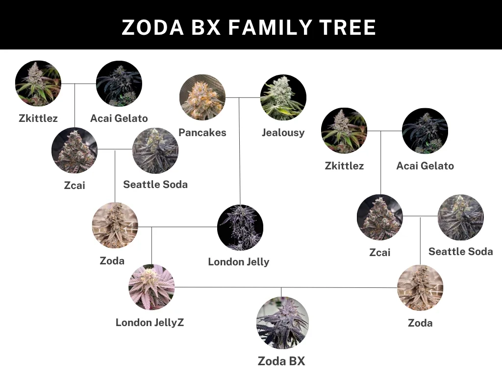 Zoda Bx1 Genetik Stammbaum-Grafik zur Genetik von Zoda BX