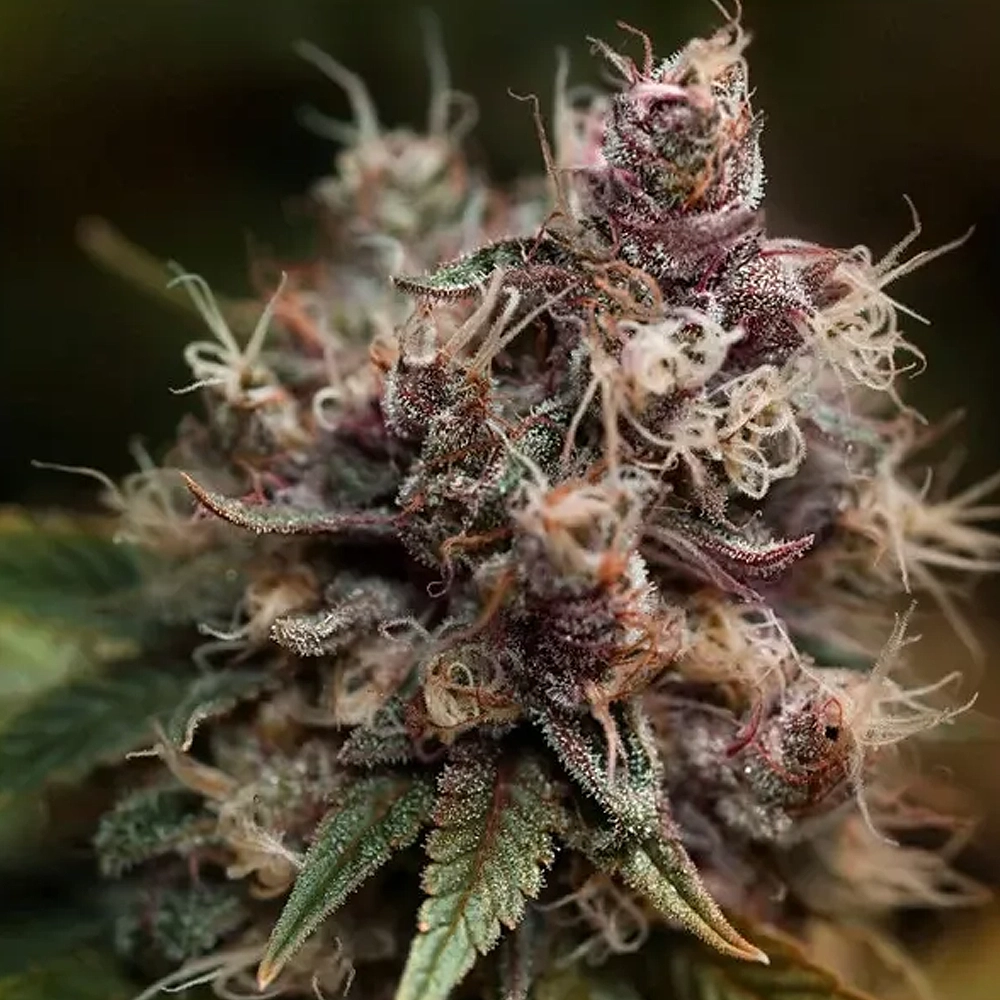 Blueberry | Feminisierte Cannabissamen von Dutch Passion