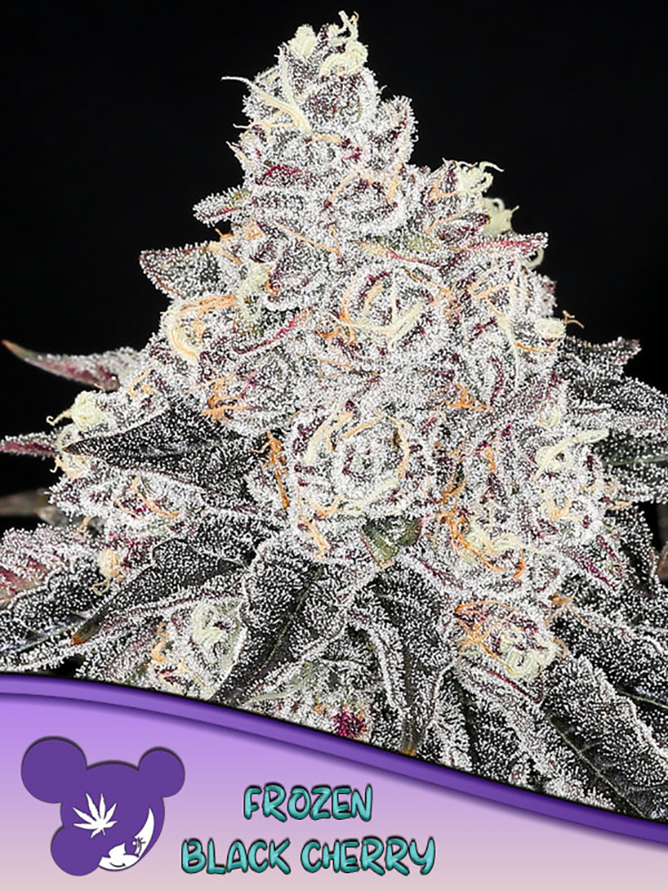 Frozen Black Cherry | Feminisierte Cannabissamen von Anesia Seeds | 3 Samen Frozen Black Cherry | Feminisierte Cannabissamen von Anesia Seeds