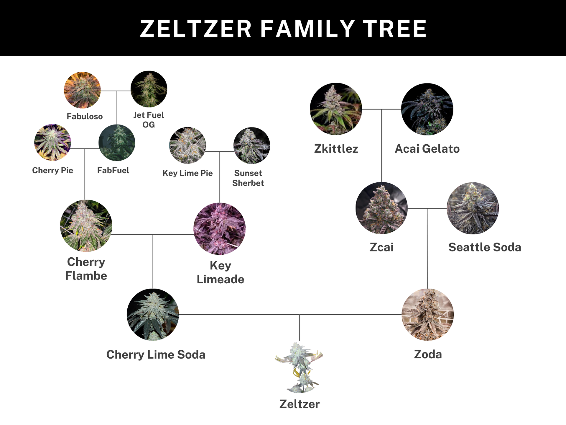 Zeltzer Genetik Stammbaum-Grafik zur Genetik von Zeltzer