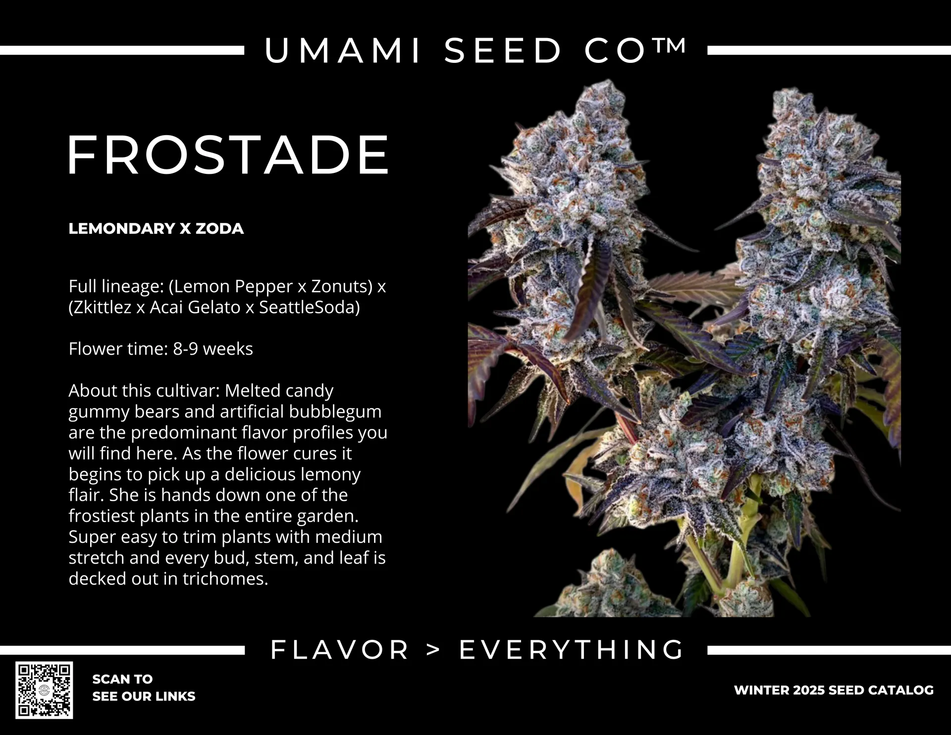 Frostade Sortenprofil Sortenkarte Frostade von Umami Seeds mit Abstammung und Blütezeit