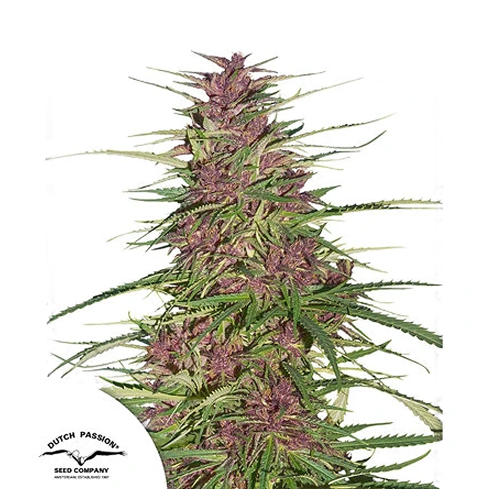 Purple #1 | Feminisierte Cannabissamen von Dutch Passion