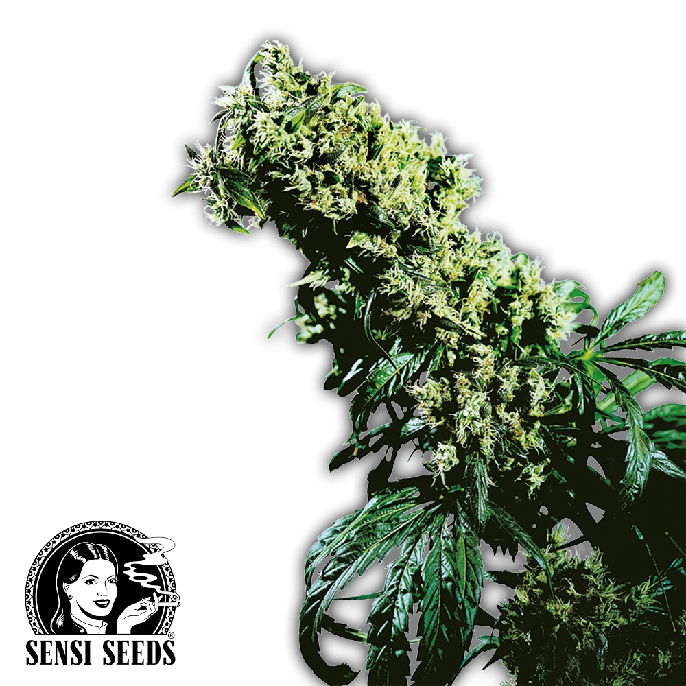 Northern Lights #5 x Haze | Feminisierte Hanfsamen von Sensi Seeds