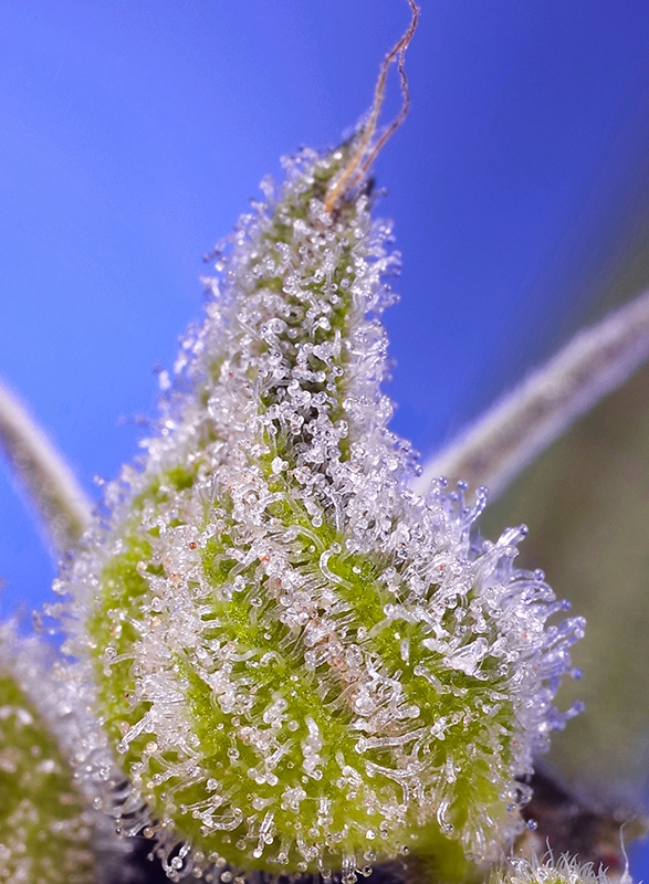 Permanent Jealousy XL Auto | Autoflowering Cannabissamen von Sweet Seeds