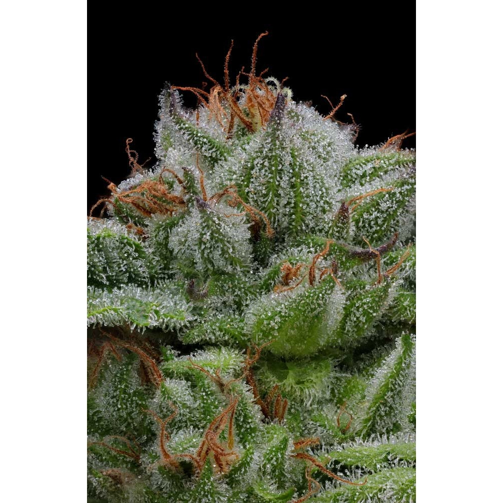 Blueberry Muffin | Feminisierte Hanfsamen von Humboldt Seed
