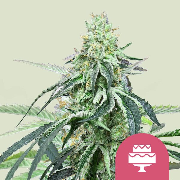 Wedding Gelato | Feminisierte Cannabissamen von Royal Queen Seeds