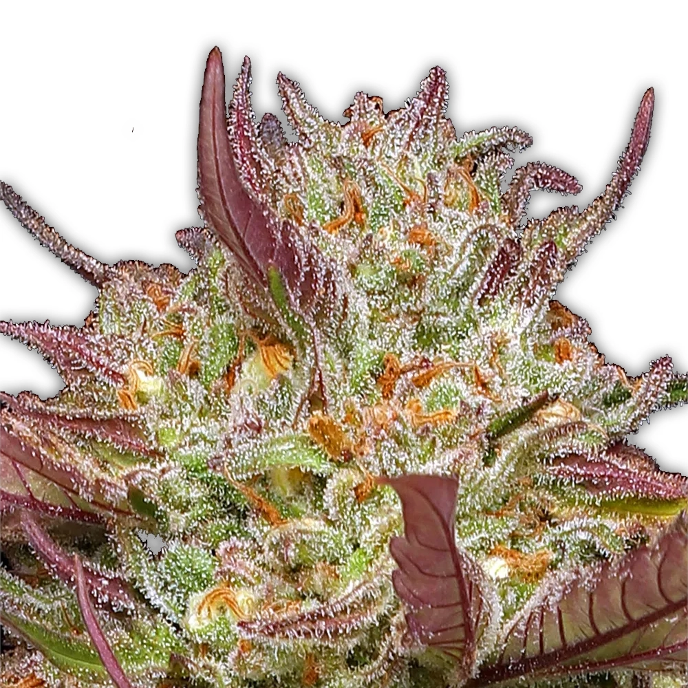 Blueberry Pancakes | Feminisierte Cannabissamen von Humboldt Seed