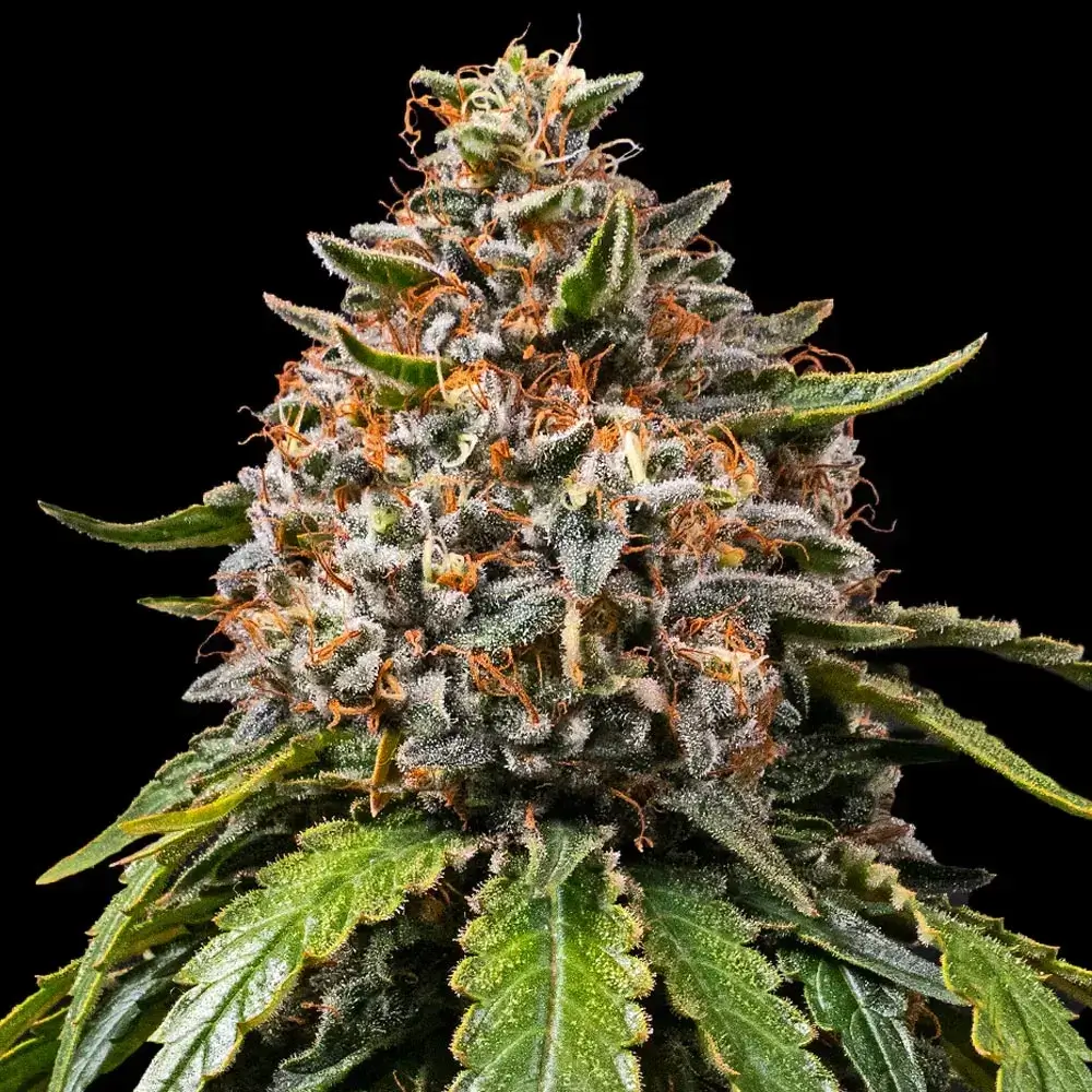 White Widow XXL Blüte Nahaufnahme einer harzigen White Widow XXL Blüte
