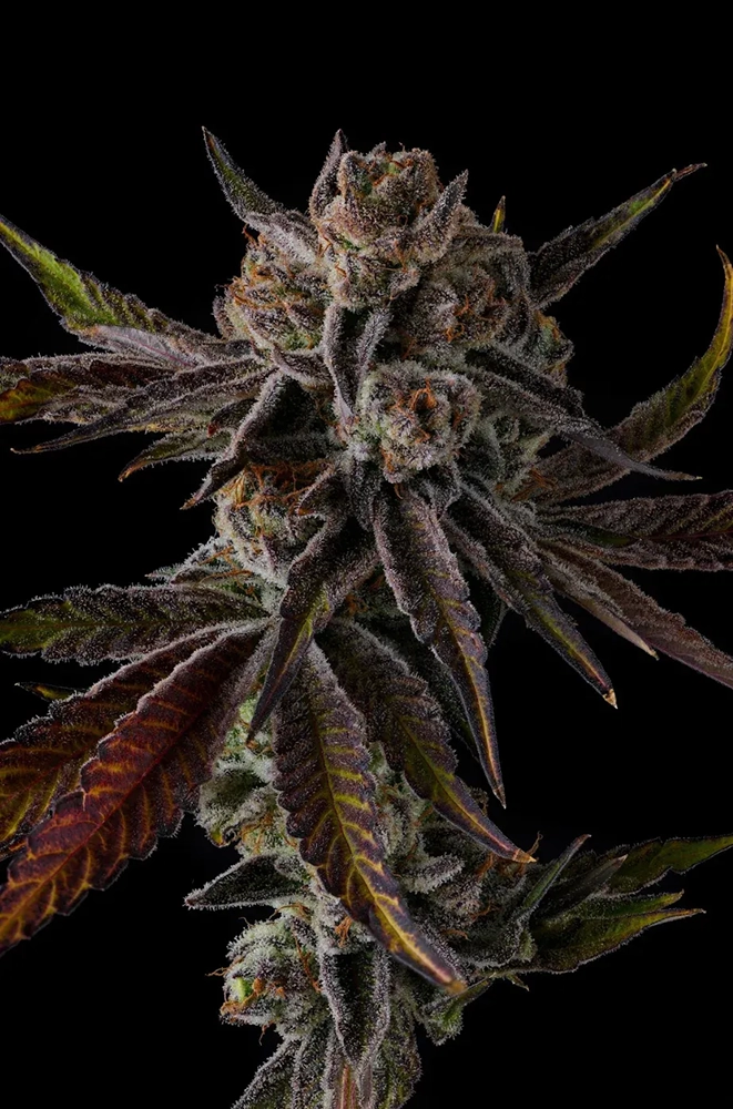 Purple Preserves | Feminisierte Cannabissamen von Compound Genetics | 7 Samen Purple Preserves | Feminisierte Cannabissamen von Compound Genetics | 7 Samen