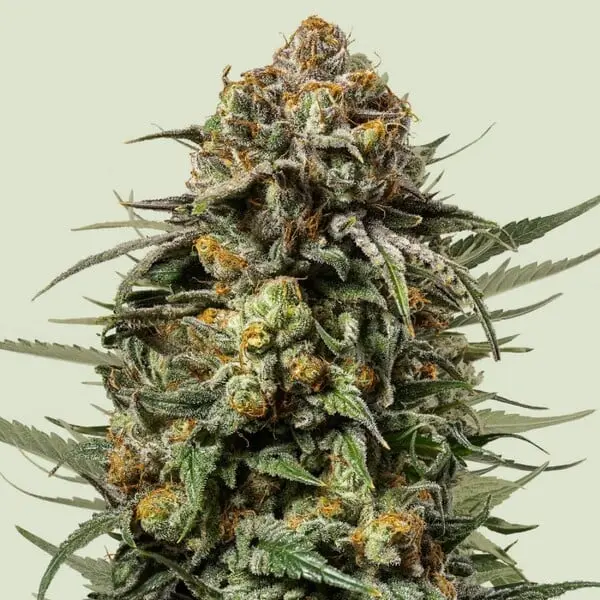 Gelato 44 - Tyson | Feminisierte Cannabissamen von Royal Queen Seeds | 3 Samen