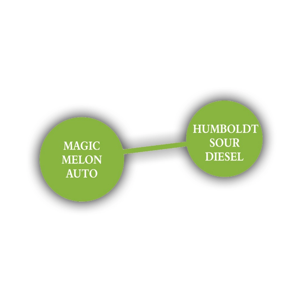 Sour Apple Auto | Autoflowering Hanfsamen von Humboldt Seed