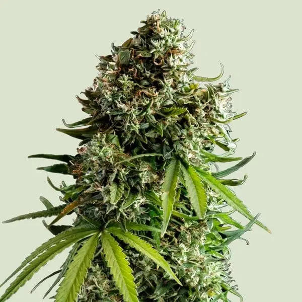 NYC Sour D Auto - Tyson | Autoflowering Hanfsamen von Royal Queen Seeds | 3 Samen NYC Sour D Auto - Tyson | Autoflowering Hanfsamen von Royal Queen Seeds