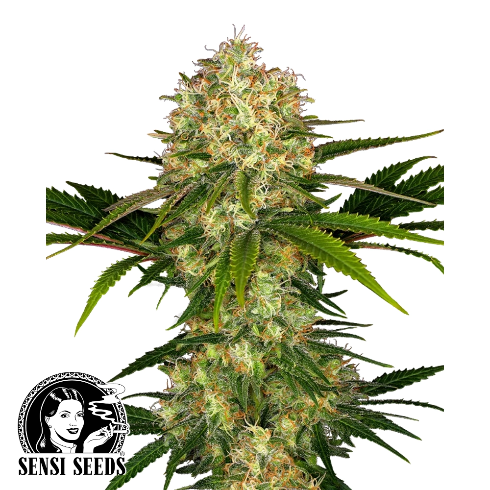 Afghani #1 | Feminisierte Cannabissamen von Sensi Seeds | 3 Samen Afghani #1 | Feminisierte Cannabissamen von Sensi Seeds | 3 Samen