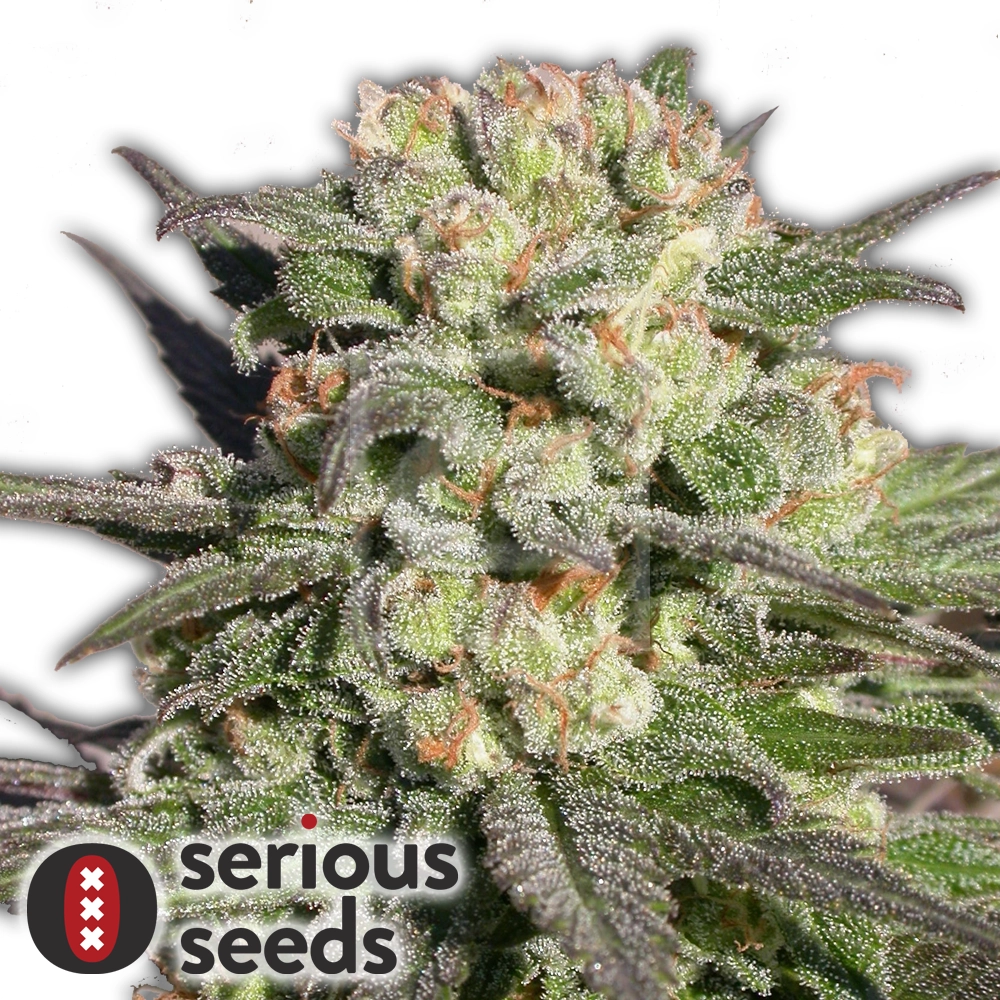 Warlock | Feminisierte Cannabissamen von Serious Seeds | 3 Samen Warlock | Feminisierte Cannabissamen von Serious Seeds