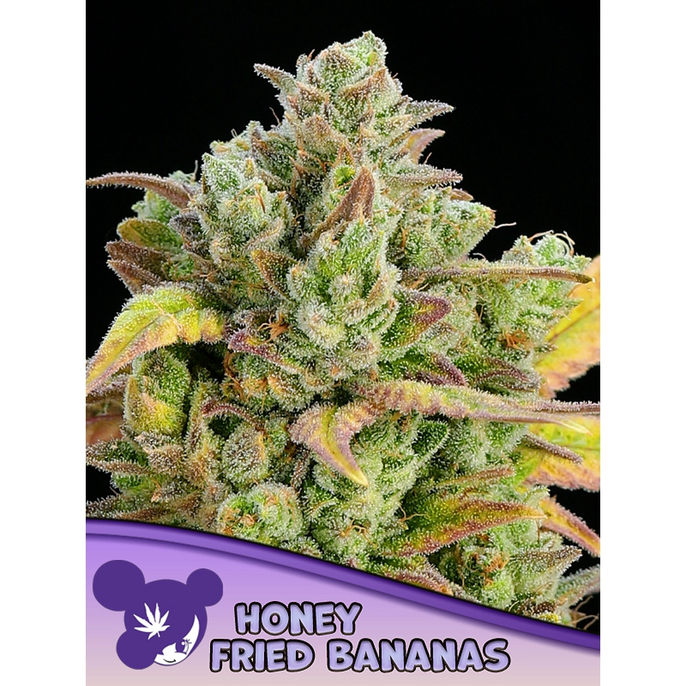 Honey Fried Bananas Blüte Honey Fried Bananas Blüte mit hellgrünen Buds und Sortenschriftzug