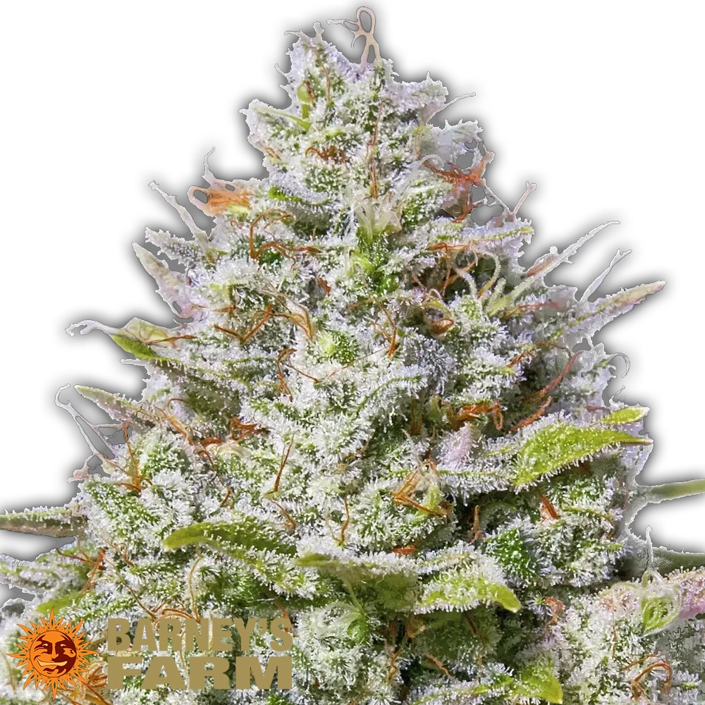 Blue Gelato 41 | Feminisierte Hanfsamen von Barney's Farm | 3 Samen Blue Gelato 41 | Feminisierte Hanfsamen von Barney's Farm