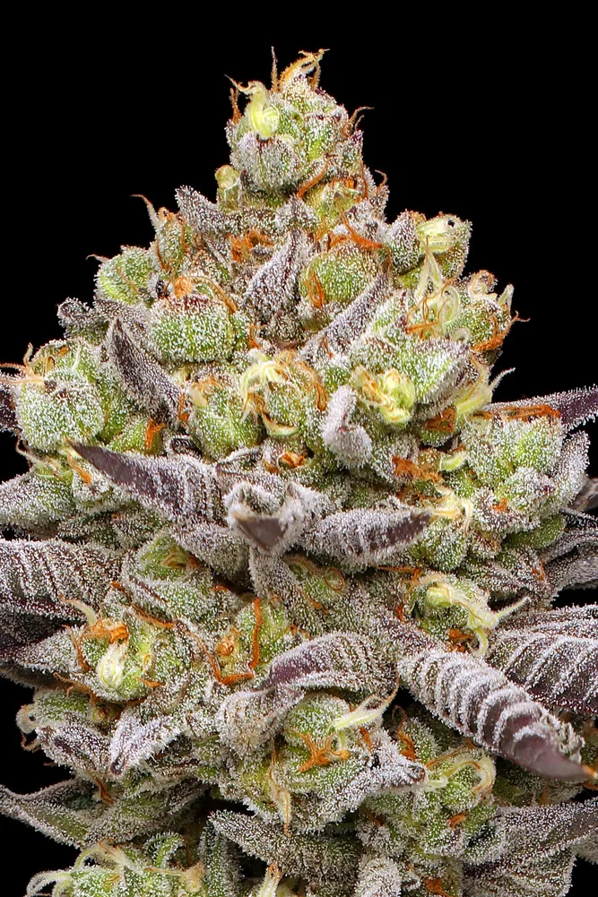 Hyper Za Blüte Nahaufnahme einer dichten, harzigen Hyper Za Blüte